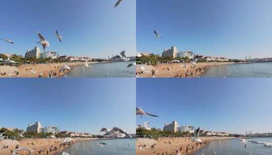 青岛栈桥冬季的海鸥高清在线视频素材下载