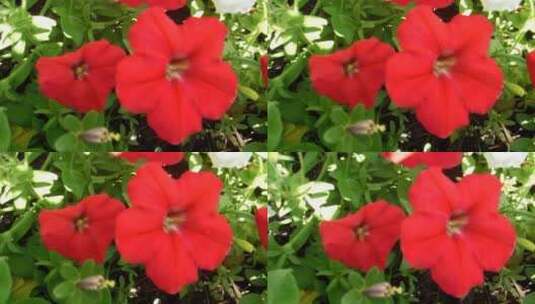 盛开的红色花朵高清在线视频素材下载