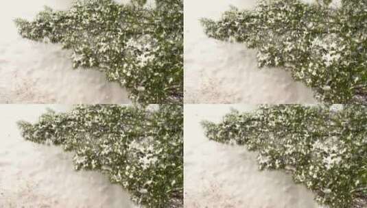 雪花掉落在枝头高清在线视频素材下载
