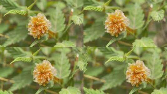 植物桃树树叶结果花昆虫叶子高清在线视频素材下载