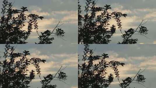 天空与剪影的树叶高清在线视频素材下载