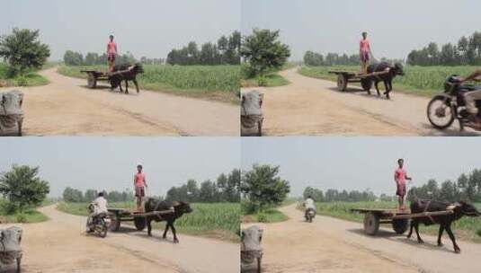 农民驾着牛车走在乡间小路上高清在线视频素材下载