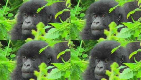 野生大猩猩坐在树林中高清在线视频素材下载