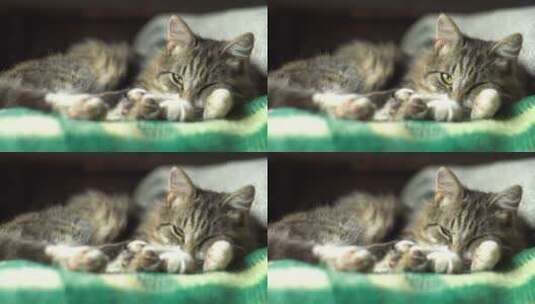 睡觉的猫特写高清在线视频素材下载