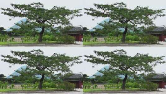 韩国景福宫的老树高清在线视频素材下载