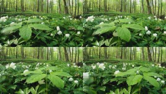 在森林里盛开的一片白花高清在线视频素材下载