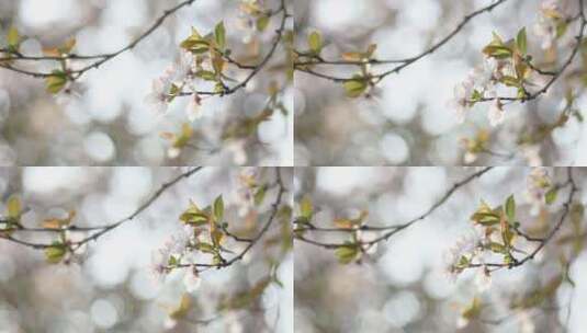春天微距拍摄白色桃花高清在线视频素材下载