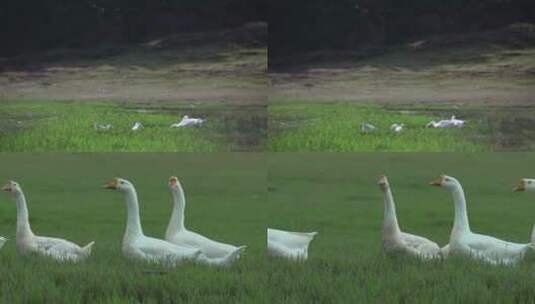 大白鹅视频绿色草地觅食行走大白鹅慢镜头高清在线视频素材下载