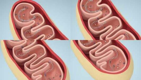 线粒体结构动画 3D渲染高清在线视频素材下载