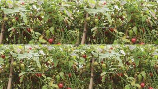 小番茄种植高清在线视频素材下载