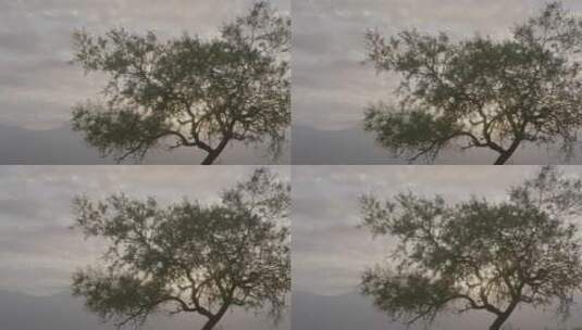 落日下的一棵树高清在线视频素材下载