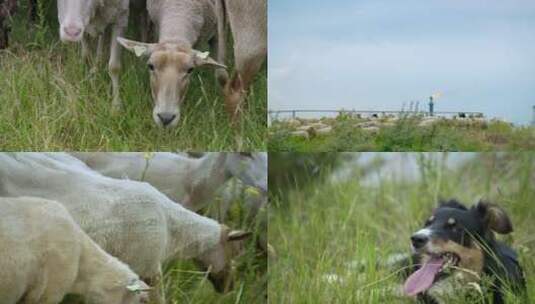 田野羊群风光高清在线视频素材下载