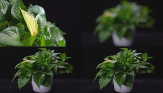 【镜头合集】绿化除甲醛绿萝绿叶植物高清在线视频素材下载