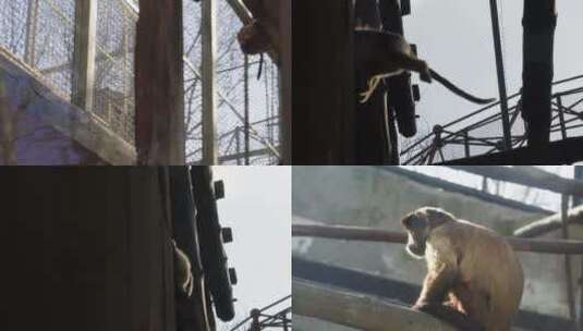 【镜头合集】野生动物园猴子长臂猿高清在线视频素材下载