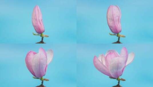 粉红色玉兰花绽放在蓝色背景上的的延时高清在线视频素材下载