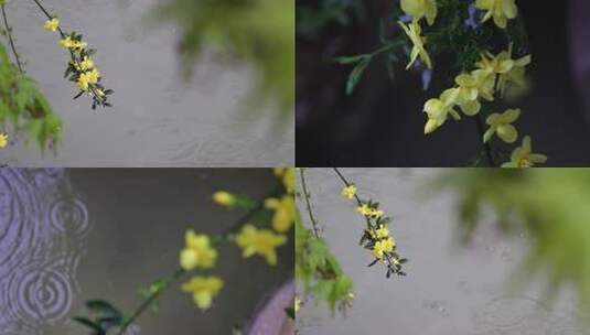 雨中迎春花高清在线视频素材下载