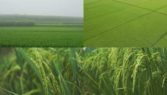 航拍绿色乡村水稻田野稻穗特写高清在线视频素材下载