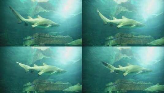 鲨鱼 海洋生物 鲛 鲛鲨 海中狼高清在线视频素材下载