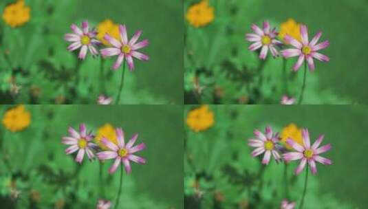 春天风景小红花波斯菊视频素材高清在线视频素材下载