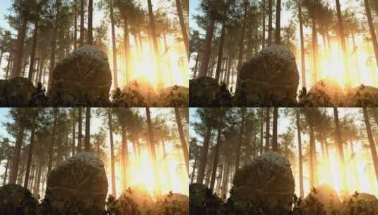 阳光照耀在森林地面上高清在线视频素材下载