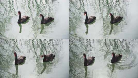 两只黑天鹅在水面游动高清在线视频素材下载