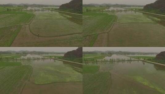 夏季绿色的稻田高清在线视频素材下载