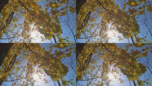 银杏树生态树叶高清在线视频素材下载