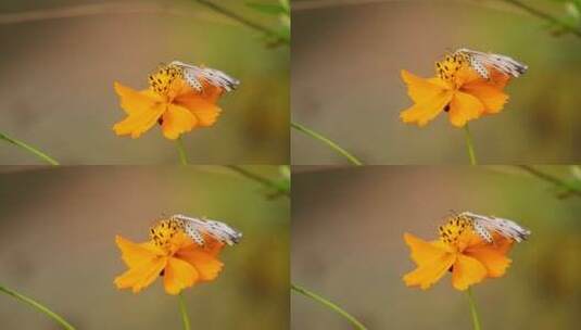 花上的蝴蝶高清在线视频素材下载