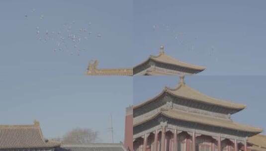 鸽子飞翔在故宫空中高清在线视频素材下载