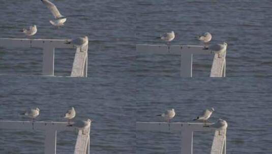 海鸥停在海边栏杆上高清在线视频素材下载