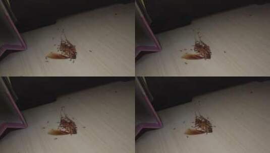 红蚁在地板上拖动蟑螂尸-体高清在线视频素材下载
