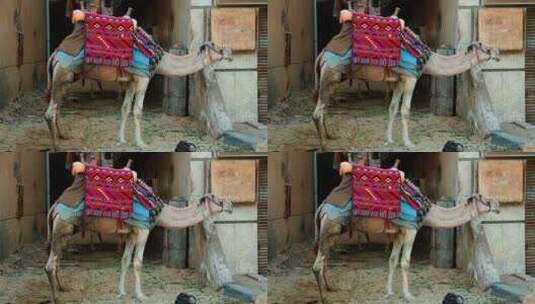 开罗街头的骆驼高清在线视频素材下载