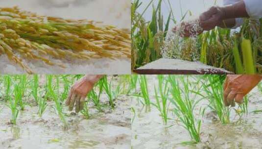 稻田大米素材高清在线视频素材下载