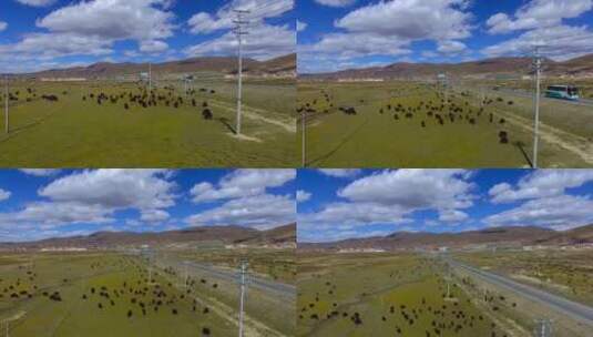 蓝天白云、高原、牦牛、草原2高清在线视频素材下载
