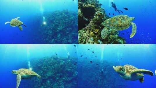 海底潜水 大海龟 鱼群 合集高清在线视频素材下载