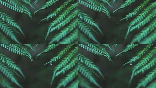 森林里蕨类植物叶片唯美水滴高清在线视频素材下载
