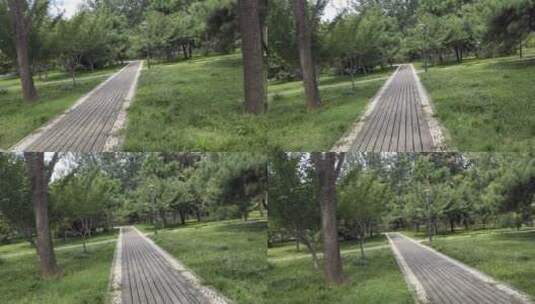 公园里小树林中的小路高清在线视频素材下载