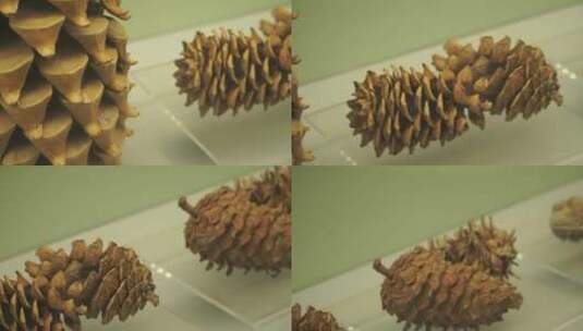 松树松果松针松叶古代松树标本高清在线视频素材下载