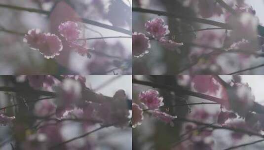 粉红色桃花景观高清在线视频素材下载