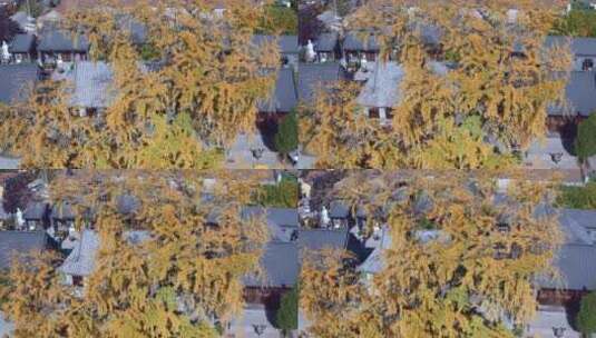 青岛法海寺银杏秋季风光高清在线视频素材下载