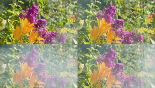 迷雾前的紫色花朵高清在线视频素材下载