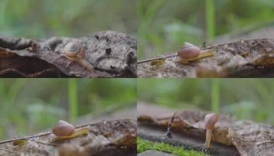 雨后的蜗牛高清在线视频素材下载