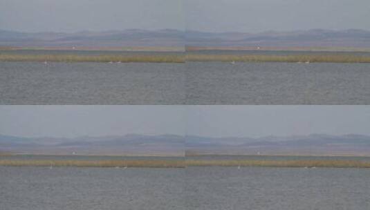 呼伦贝尔乌兰泡湿地天鹅高清在线视频素材下载