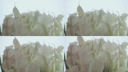白色大马蹄莲的花束高清在线视频素材下载