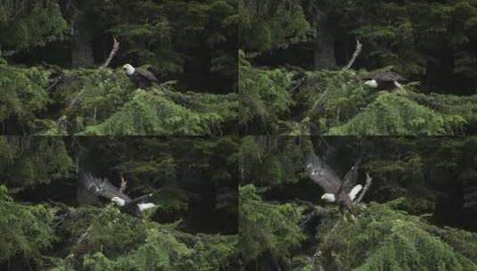 白头鹰从树上起飞高清在线视频素材下载
