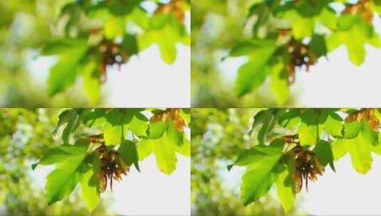 枫树种子在树枝上高清在线视频素材下载
