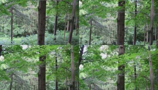 雨后的松树高清在线视频素材下载