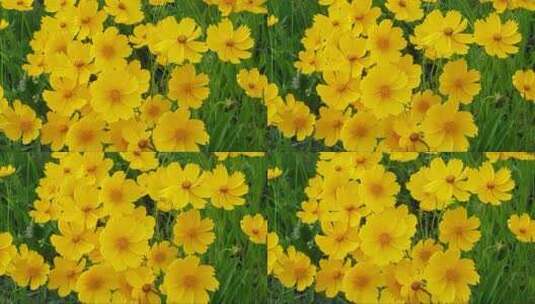 黄色的花卉随风摇曳高清在线视频素材下载
