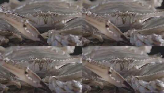 螃蟹飞蟹梭子蟹LOG原视频素材高清在线视频素材下载