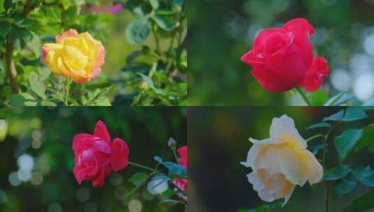 月季花 玫瑰花 鲜花 花朵 花园 春天高清在线视频素材下载